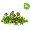 Click & Grow Click & Grow Plant Pod Italian Mix 9pcs Anteprima dell’immagine prodotto 1