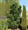 Latschenkiefer 'GREEN COLUMN' 50-60 cm, Cont. 7,5 l Produktbild-Vorschau 1