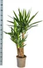 Yucca Elephantipes géant, plante d'intérieur, Ø24cm, Voir les images du produit 5