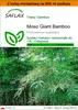 SAFLAX - Garden in the bag - Moso Giant Bamboo - 20 Nasiona Podgląd zdjęcia produktu 1