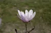 Magnolia stellata 'Rosea', Sternmagnolie, rosa Blüten, Produktbild-Vorschau 2