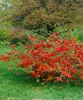 Chaenomeles japonica, Zierquitte, 40–60 cm, leuchtend rot Produktbild-Vorschau 8
