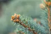 Blaufichte 40-60 cm, im Topf - Picea pungens glauca, Produktbild-Vorschau 6