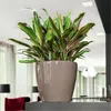 LECHUZA-Vase à plantes CLASSICO Premium LS 21 Anthracite Voir les images du produit 13