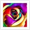 Poster - Poster ohne Rahmen - Blume Farbe Rose - 40x40 cm - Produktbild-Vorschau 1