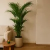 Zimmerpflanze Kentia Howea, 180 cm hoch, Topf Ø 27 cm, Produktbild-Vorschau 2