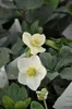 6 x *Helleborus niger* (Rosa de Navidad) - Maceta de 9 x 9 Vista previa de la imagen del producto 2