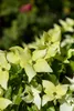 Cornus kousa chinensis 'Schmetterling', Blumen-Hartriegel, Produktbild-Vorschau 7