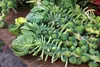SAFLAX - BIO - Ružičkový kel - Groninger - Brassica Náhľad obrázku produktu 6