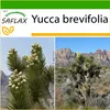 SAFLAX - Joshua Tree - Yucca brevifolia - 10 Semená - S Náhľad obrázku produktu 10