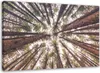 Leinwandbild hohe kiefern 60x40 cm Feeby braun wandbild Produktbild-Vorschau 1