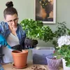 A woman is repotting a plant indoors. Produktbild-Vorschau