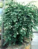 Kapary (Capparis spinosa)  – 20 semen Náhled obrázku produktu 3