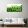 Acrylglasbilder 100x50 Wandbild Druck Gras Pflanzen Produktbild-Vorschau 3