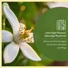 Meine Orangerie Zitronenbaum Mezzo - echte Zitrone - Produktbild-Vorschau 7
