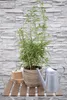 Hoogeveen Fargesia Rufa - 60 cm, Ø19 cm Voir les images du produit 2