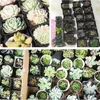 A collage of multiple images showing various potted succulents in different containers and arrangements. Podgląd zdjęcia produktu