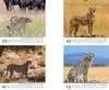 Gepardenzauber Tischkalender 10x10cm für 2027 Gepard - Produktbild-Vorschau 4