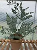 Toraf 10Pcs Eukalyptus Richtige Samen Immergrüner Baum Produktbild-Vorschau 5