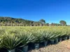 A row of potted Yucca Rostrata plants in a nursery or garden center, with a line of trees and a hill in the background under a clear blue sky. Podgląd zdjęcia produktu