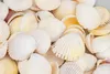 Cardium flavus, 0,5kg, ca. 3-5cm, ca. 90-100 Stk. | Produktbild-Vorschau 3