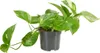Scindapsus Aureum - Efeutute - Hängepflanze - Produktbild-Vorschau 1