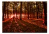 Basera Selbstklebende Fototapete Waldmotiv c-B-0127-a-d, Produktbild-Vorschau 2
