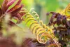 Albizia julibrissin 'Summer Chocolate', Seidenbaum, Produktbild-Vorschau 4