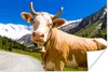 MuchoWow® Poster Kuh - Schnee - Alpen 120x80 cm - Bilder Produktbild-Vorschau 1