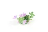 Thymus praecox 'Minor', Teppich-Thymian, aromatisch, ca. Produktbild-Vorschau 3