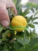 Sadzonka limonki Pursha (w doniczce - 20) Podgląd zdjęcia produktu 2