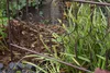 A metal garden border fence is shown in a garden setting, with plants and mulch visible. Produktbild-Vorschau