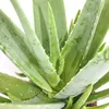 Aloe Vera - circa 7-8 anni - fiore di 21 cm, pianta enorme Anteprima dell’immagine prodotto 2
