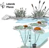 Lawana Seerose Nymphaea Sioux Orange - in Kokosfasern Produktbild-Vorschau 4