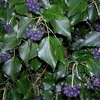 6 x Efeu hibernica - Hedera hibernica | Topf 9cm x 9cm Náhľad obrázku produktu 2