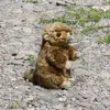 Peluche Marmotta 17 Cm Ecologico Anteprima dell’immagine prodotto 6