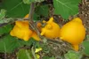 SAFLAX - Roślina Wymion Krów - 10 Nasiona - Solanum Podgląd zdjęcia produktu 4