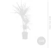 Bloomique - Dracaena Marginata - Dragonnier - Plantes Voir les images du produit 6