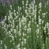 6 x Levanduľa 'Edelweiß' - Lavandula intermedia 'Edelweiss' Náhľad obrázku produktu 2