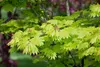 Acer shirasawanum 'Aureum', Japanischer Ahorn, goldgelb, Produktbild-Vorschau 11
