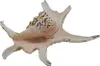 Echte Muschel Lambis chiragra Meeresschnecke ca. 15-18 cm Produktbild-Vorschau 1