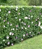 BALDUR Garten Winterharte Hibiskus-Hecke, 10 Pflanzen, Produktbild-Vorschau 5