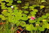 Bloomique - Nymphaea Attraction - Lilia wodna - Czerwona - Podgląd zdjęcia produktu 2