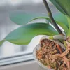Biopon concime per orchidee in stick 12 pezzi Concime Anteprima dell’immagine prodotto 5