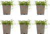 6x Thymus praecox Albiflorus P9 H20 Produktbild-Vorschau 1