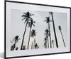 MuchoWow® Gerahmtes Poster Palmen - Sommer - Tropisch 60x40 Produktbild-Vorschau 1