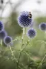 Echinops ritro, Kugeldistel, stahlblau, ca. 9x9 cm Topf Produktbild-Vorschau 3