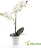 artplants.de Künstliche Orchidee Phalaenopsis Candida, 2 Produktbild-Vorschau 5
