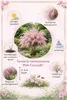 Tamariske Pink Cascade 40–60 cm – Tamarix ramosissima Produktbild-Vorschau 5