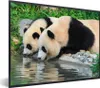 MuchoWow® MuchoWow® Gerahmtes Poster Panda - Steine - Produktbild-Vorschau 1